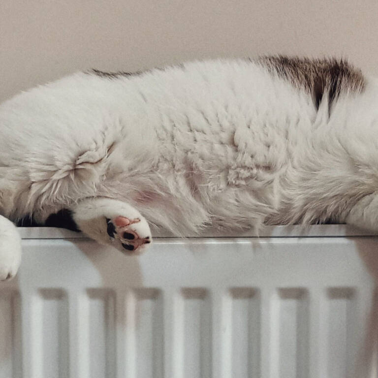 En katt vilar ovanpå ett element.